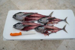 Fillet Knife - Dexter - DEXTER OUTDOORS® UC133-7WS1 7 INCH UR-CUT® MOLDABLE HANDLE FILLET KNIFE WITH SHEATH -Fishing Gear Sales Dex Tuna 7in ur cut 2 82136 05ab504a 4bb5 4981 b939 aa15fa46a73e