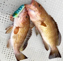 Jointed Swimming Jig - On The Blue - Super Light Jigggy Jr 60g -Fishing Gear Sales img 7260