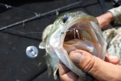 Warm Hook - Decoy - HD Hook Offset Worm 117 -Fishing Gear Sales warm hook decoy hd hook offset worm 117 596462